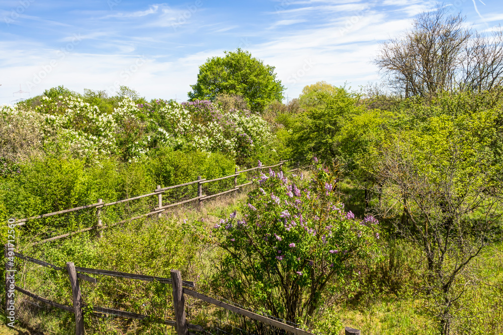 Landschaftsschutzgebiet mit schönem Wildwuchs von grünen Bäumen, Gräsern, Büschen und Wiesen an einem Sommertag Landschaftsschutzgebiet mit schönem Wildwuchs von grünen Bäumen, Gräsern, Büschen und Wiesen an einem Sommertag