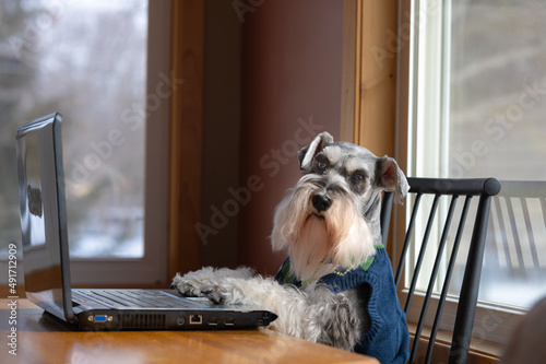 A dog wearing a sweater vest in front of a laptop. Cute concept of working from home. Miniature schnauzer with beard photo