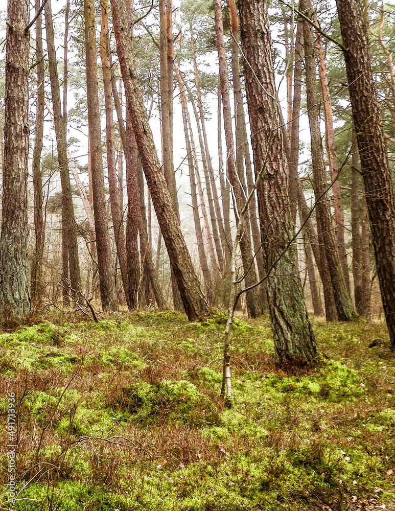 Fototapeta premium Landscape of pine forest, northern Poland.