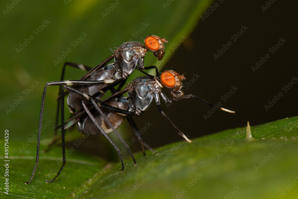 Fototapeta premium Mosca perna de pau acasalando