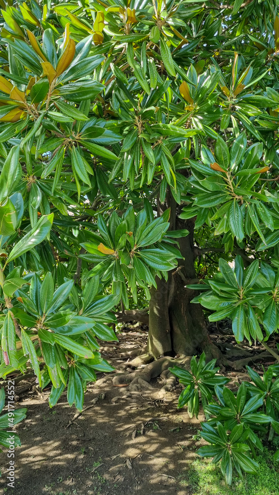 Fototapeta premium Magnolia grandiflora near Dolmabahce Palace Istanbul