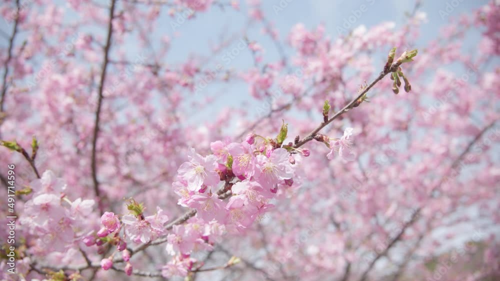 河津桜 河津桜
