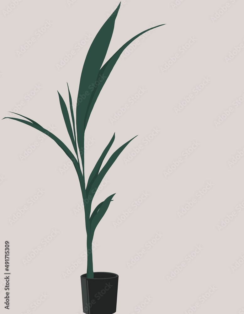 Fototapeta premium flower in a pot with green leaves