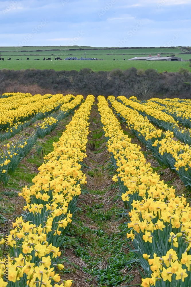 Rows of daffodils in flower in a field. The flower is a source of galantamine, which is an alkaloid compound known to slow the progression of Alzheimer's symptoms