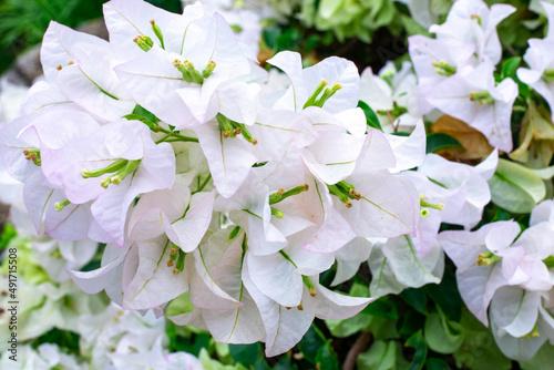 White bougainvillea flowers close up. Beautiful tropical background photo