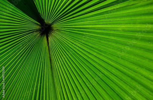 Fragment of a tropical palm leaf close-up. Indonesia. Sulawesi.