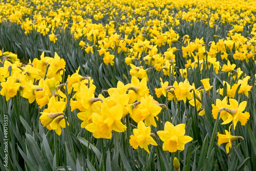 Daffodils in flower in a field. The flower is a source of galantamine, which is an alkaloid compound known to slow the progression of Alzheimer's symptoms © Cerib