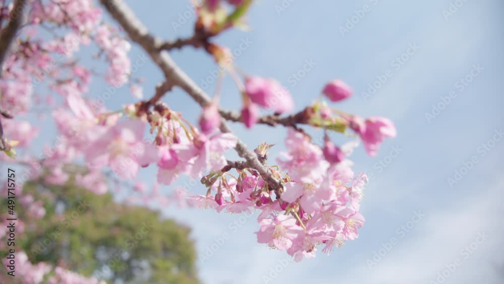 河津桜