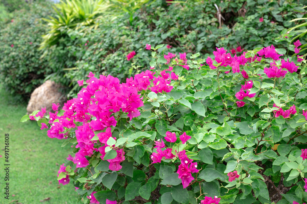 Red bougainvillea flowers in a green garden. Tropical flowering plants, beauty in nature