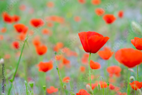 field of poppies, soft colors 