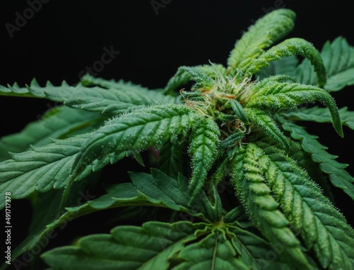 Close up of cannabis indica on black background.
