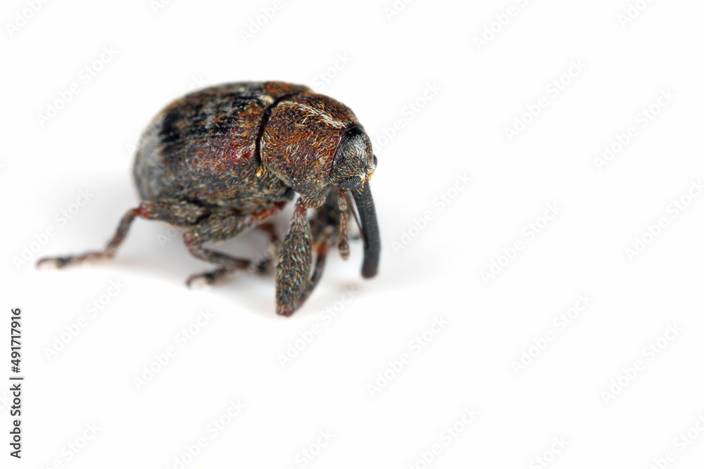 The pear blossom weevil (Anthonomus piri) is a species of beetle in the weevils family (Curculionidae). This species parasitizes mainly on pear trees. In orchards and gardens is an in important pest. The pear blossom weevil (Anthonomus piri) is a species of beetle in the weevils family (Curculionidae). This species parasitizes mainly on pear trees. In orchards and gardens is an in important pest.