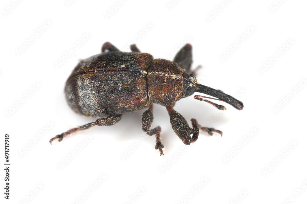 The pear blossom weevil (Anthonomus piri) is a species of beetle in the weevils family (Curculionidae). This species parasitizes mainly on pear trees. In orchards and gardens is an in important pest. The pear blossom weevil (Anthonomus piri) is a species of beetle in the weevils family (Curculionidae). This species parasitizes mainly on pear trees. In orchards and gardens is an in important pest.