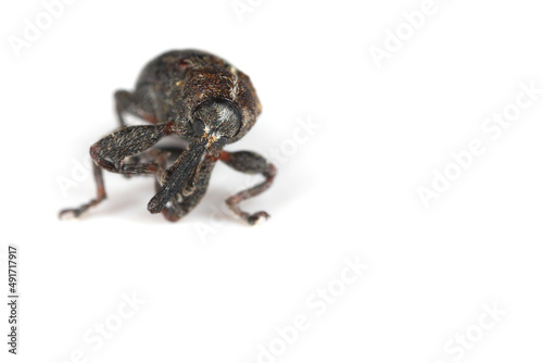 The pear blossom weevil  Anthonomus piri  is a species of beetle in the weevils family  Curculionidae . This species parasitizes mainly on pear trees. In orchards and gardens is an in important pest.