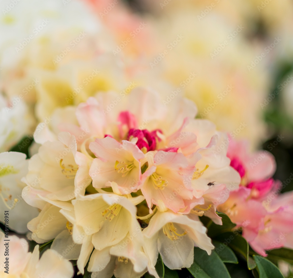 bouquet of rose rhododendron bouquet of rose rhododendron