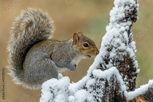 Squirrel in snow © Gordon