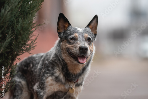 Funny Australian cattle dog on the background of the urban landscape