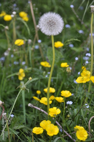 Dandelions In The Grass