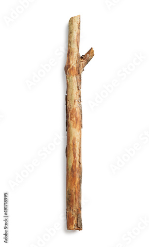 Tree branch isolated on white background. Wooden stick