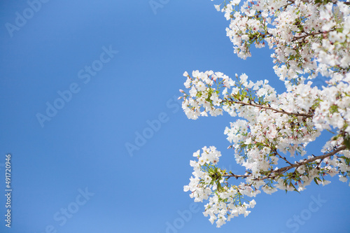 番所丘公園の満開の桜を近接撮影 
