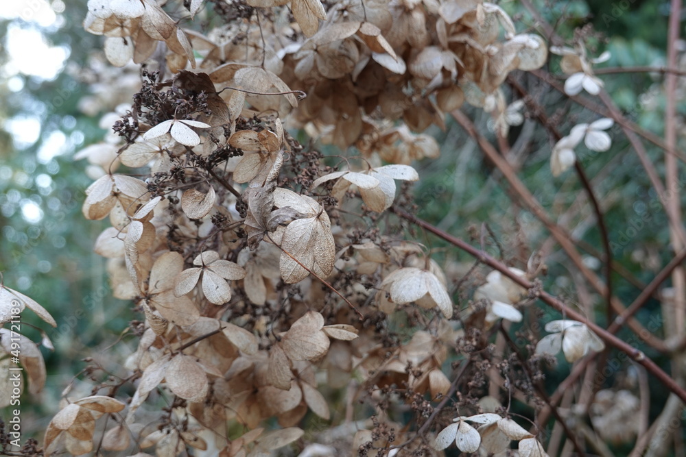 Dead Panicle hydrangea (Hydrangea paniculata) in early spring season. Dead Panicle hydrangea (Hydrangea paniculata) in early spring season.