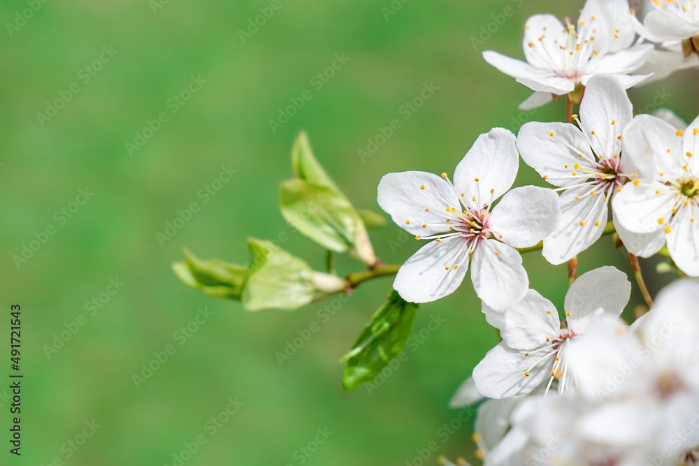 Blooming cherry plum flower on green background. White blossom branch. Spring time.