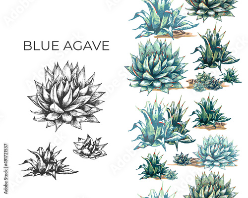 19_blue agave graphic colored blue agave, the main ingredient of tequila, sketch, vector illustration on white background, drawing of agave cactus, side view, colorful illustrations, set, color and bl