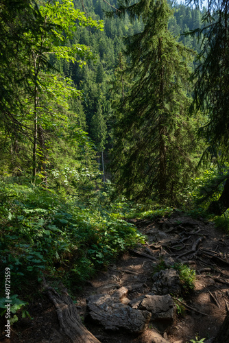 Bavarian Alps. Forest near Oberstdorf, Germany. Side trail to the Nebelhorn.