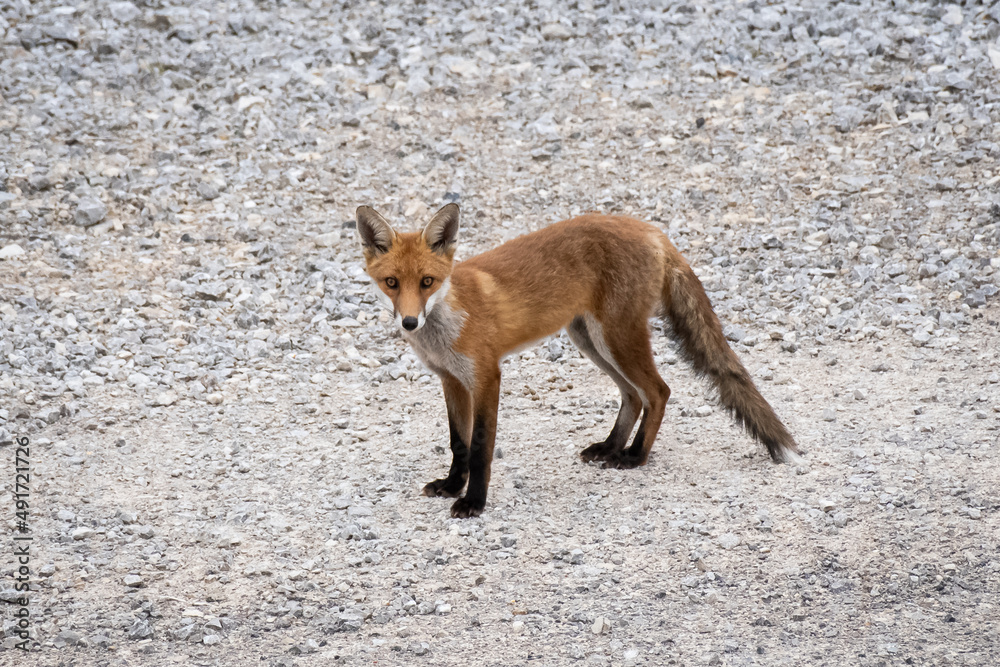 Fototapeta premium red fox cub
