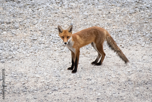 red fox in the wild