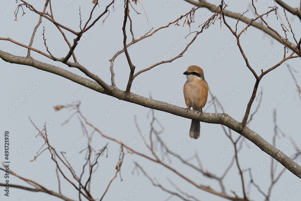 bull headed shrike on the branch