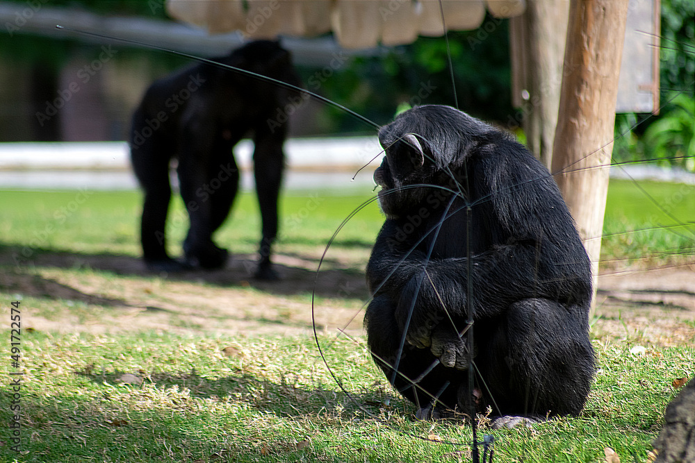 Obraz premium Chimpanzees on the grass, social chimpanzees having fun.