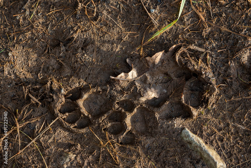 Dog feet imprints on dirty mud surface, Top view.