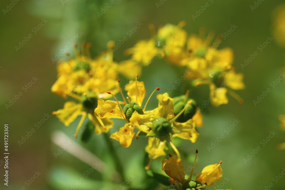 Ruta zwyczajna  Ruta graveolens butterfly herbs
