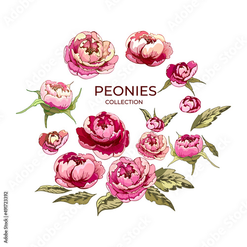 5_ peonies, flowers pink peony flower set, buds, peony plant, colored hand drawn detailed illustrations, elements for design, print, invintation, advertising