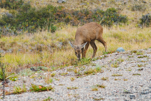 Huemul cuerpo completo comiendo