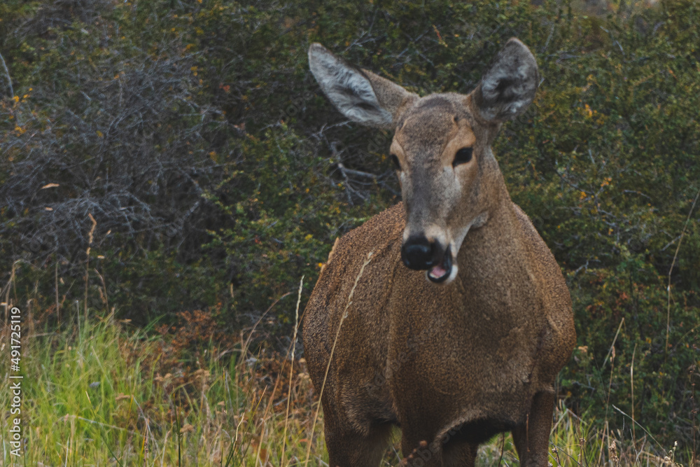 huemul riendo