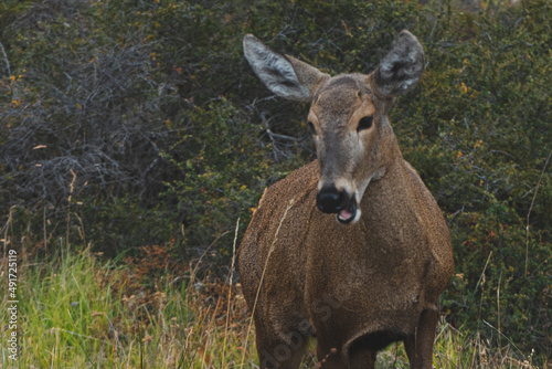 huemul riendo