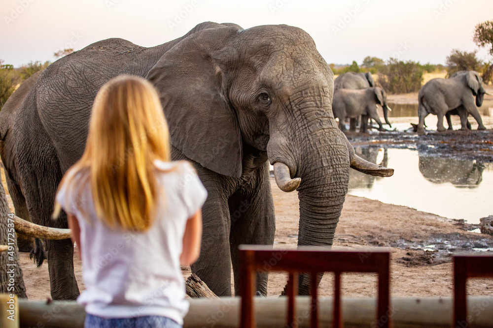 Fototapeta premium A girl gets up close and personal with an African elephant at the Nehimba Safari Lodge in Hwange National Park, Zimbabwe Africa