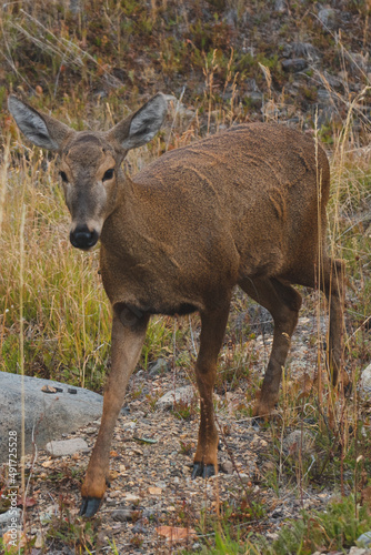 huemul en primer plano