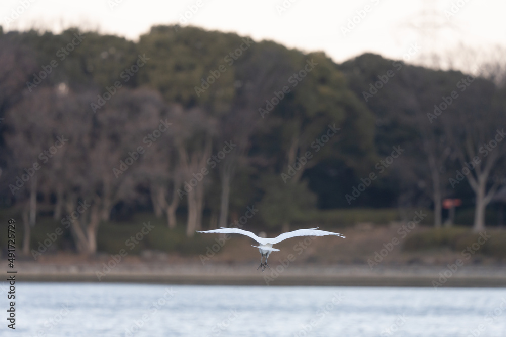 A white heron is flying away. A white heron is flying away.