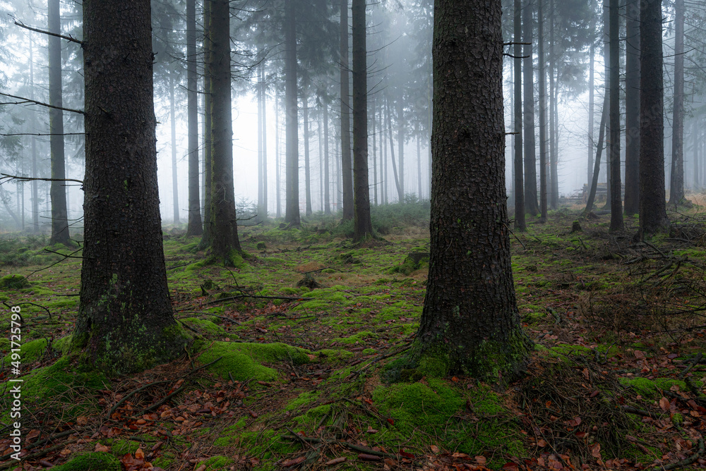 Misty forest landscape with coniferous trees and moss-covered floor and mysterious light and fog in background, Mörth, Teutoburg Forest, Germany