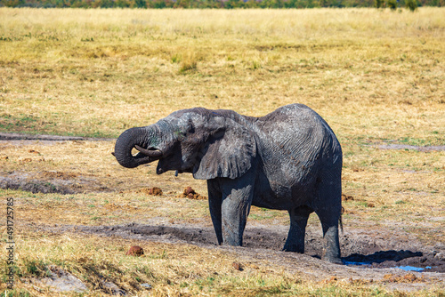Elephant taking a mud bath  Hwange National Park  Zimbabwe Africa