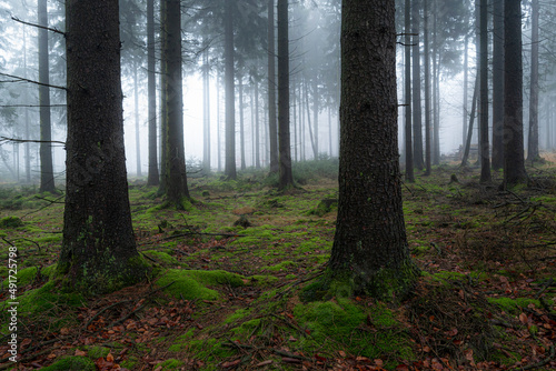 Misty forest landscape with coniferous trees and moss-covered floor and mysterious light and fog in background  M  rth  Teutoburg Forest  Germany