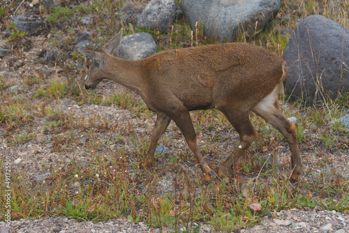 huemul de lado en plano completo