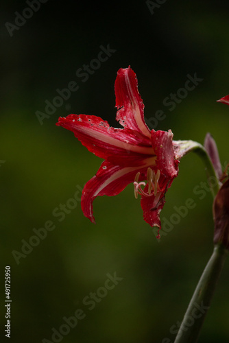 Beautiful photo of a tropical plant red color flower, lily, on a green background