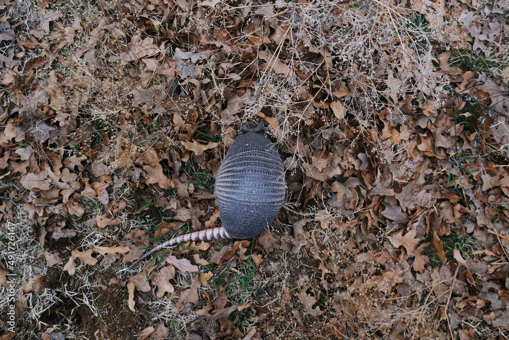Ninebanded armadillo in dry leaves from top view in nature. Stock