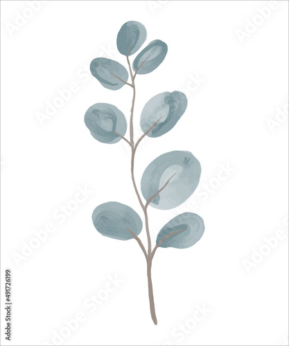 Eucalyptus branch hand drawn by watercolor. Vector illustration.