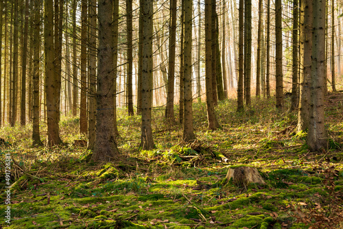 Coniferous forest landscape with bare trunks of spruce trees in beautiful light and a moss covered forest floor, near Bad Pyrmont, Weserbergland, Germany © teddiviscious