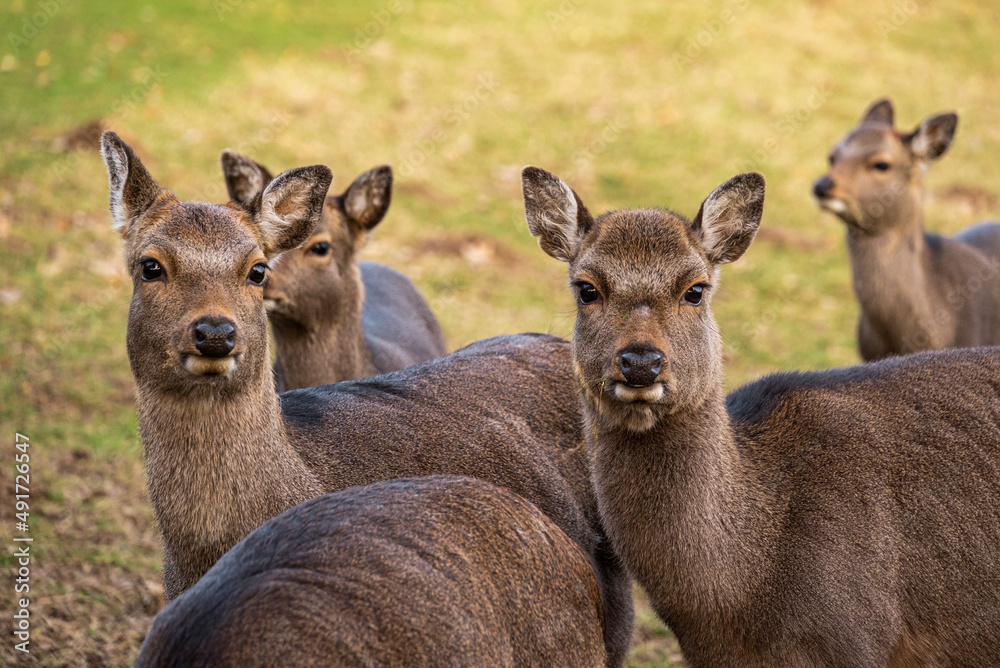 Close-up shot of a group of red deer hinds / cows (Cervus elaphus) in a game preserve, Germany